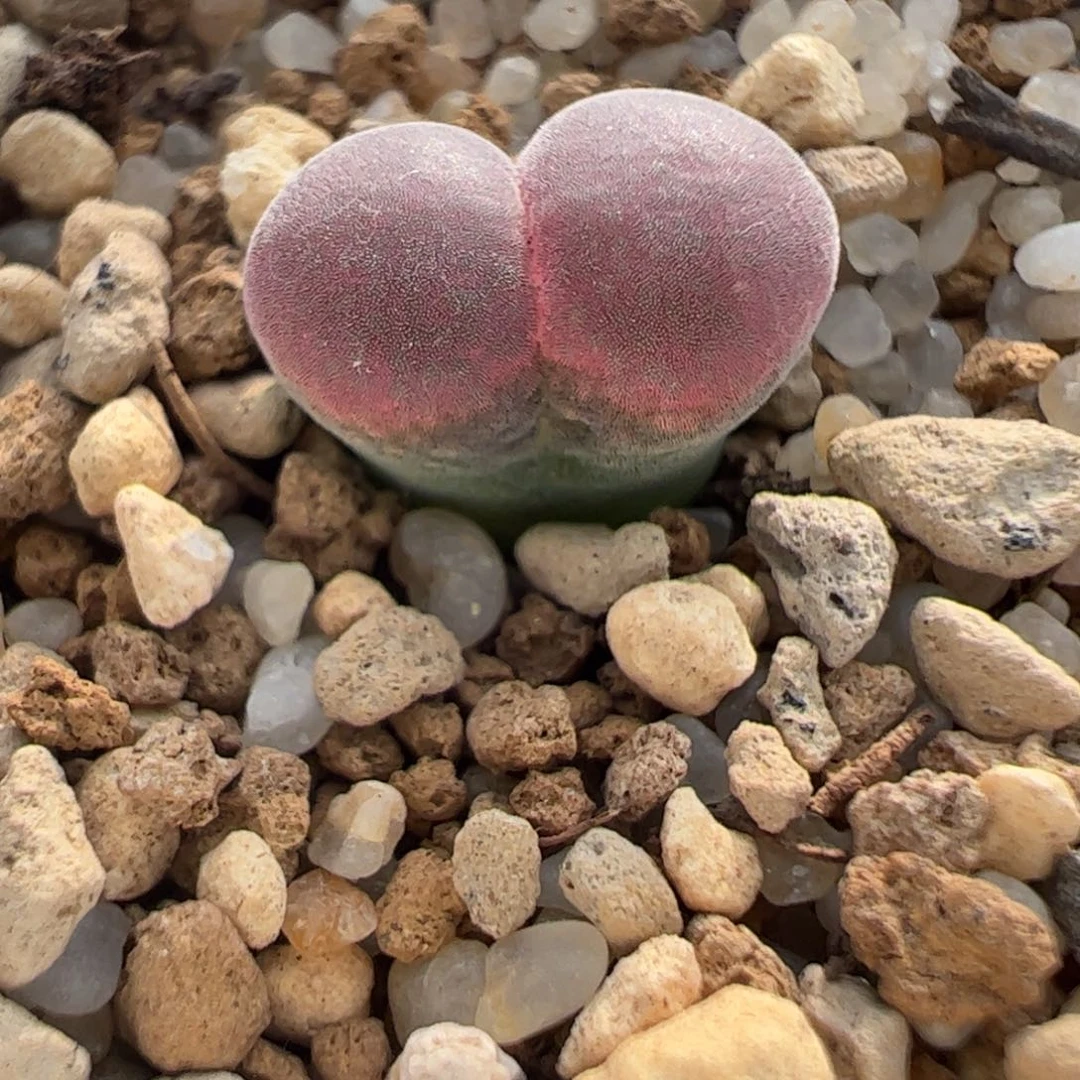 603 好看的多肉冲冲冲