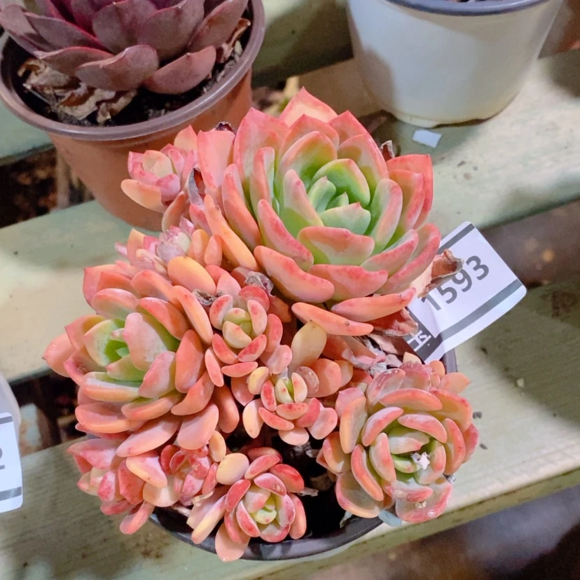 【闪购商品】杂1593