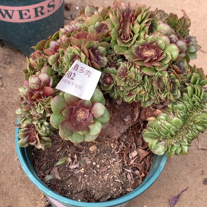 302万缀多肉植物特价