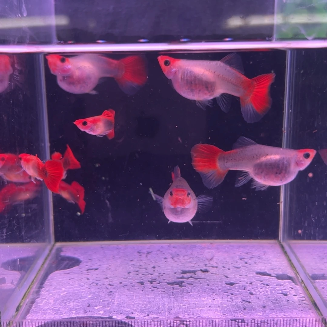 孔雀鱼红头玻璃猫种鱼2对