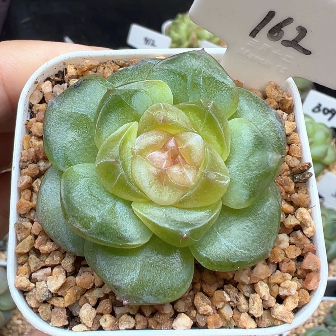 162号星域 晗雨多肉