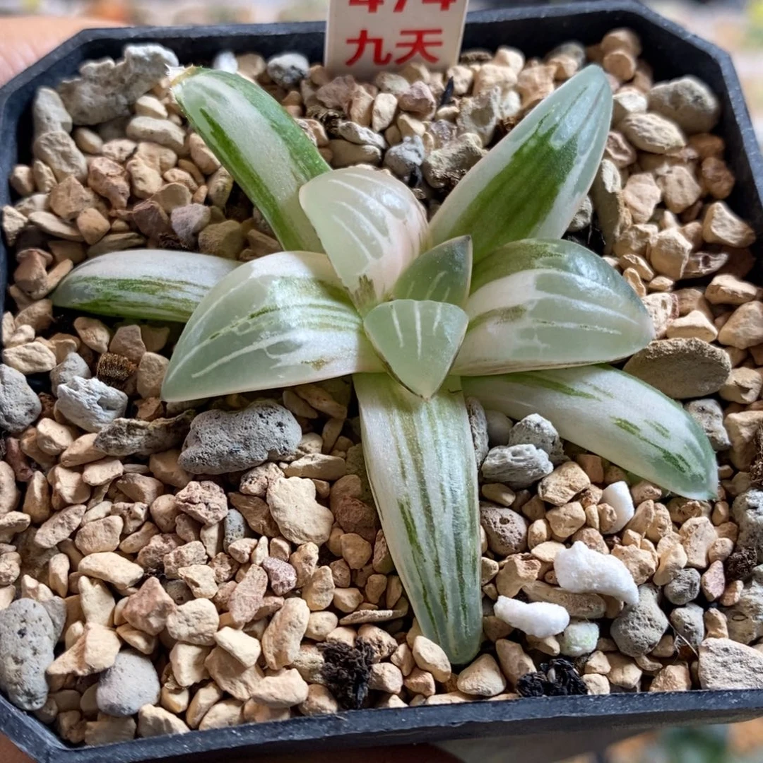 474号白寡妇锦多肉植物