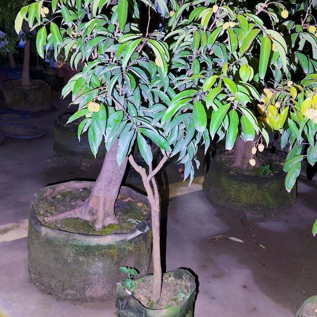 茶***缘无花朵果树1111111111