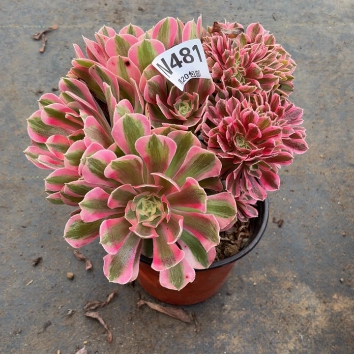 瑞妈多肉园艺481。女巫缀