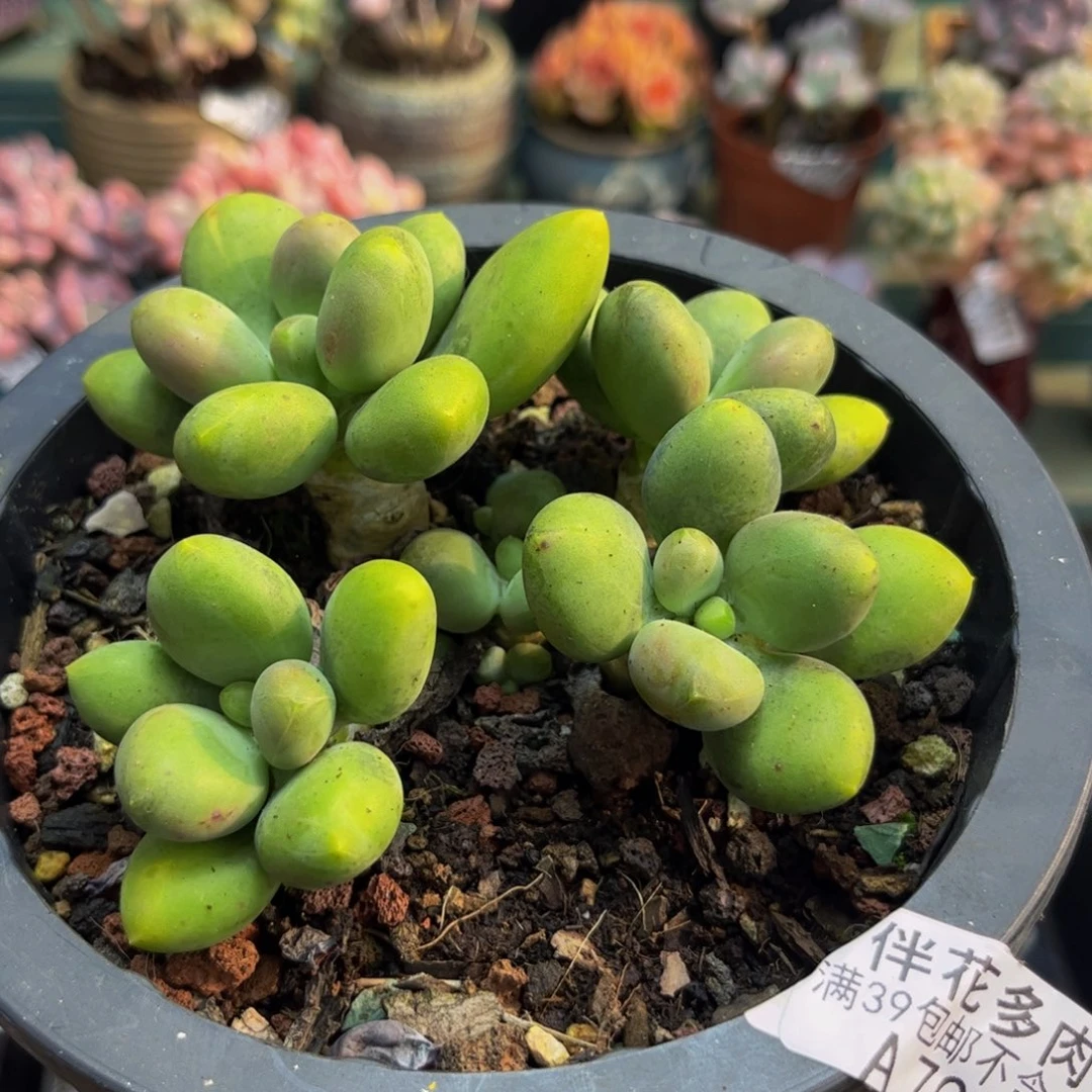 706芒果奶10cm多肉