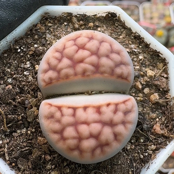 小***巾生石花111111。  281