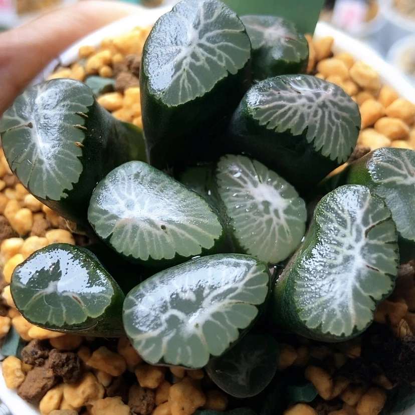 【闪购商品】布*恩紫云殿72