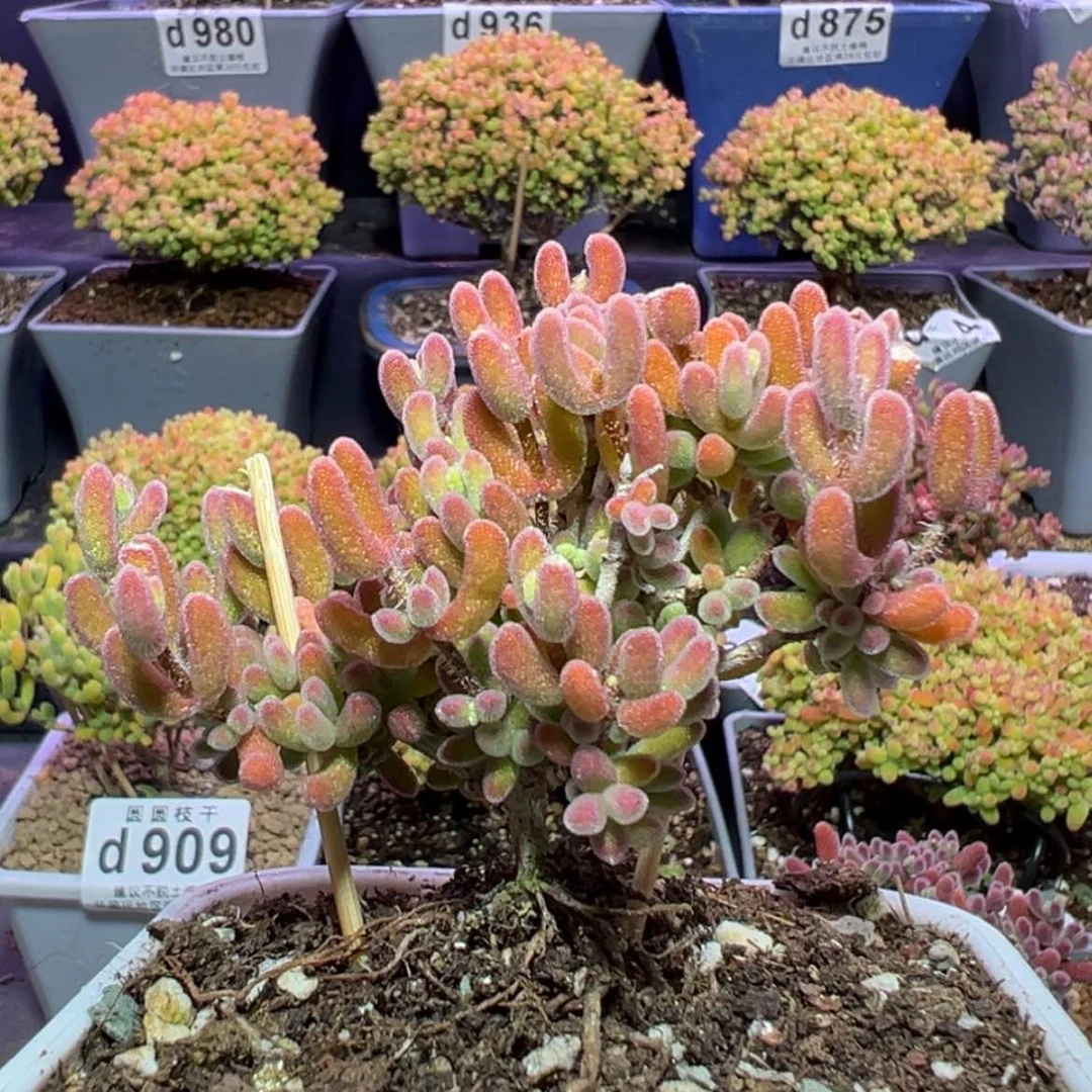 【闪购商品】e004老桩琉璃枝干番杏