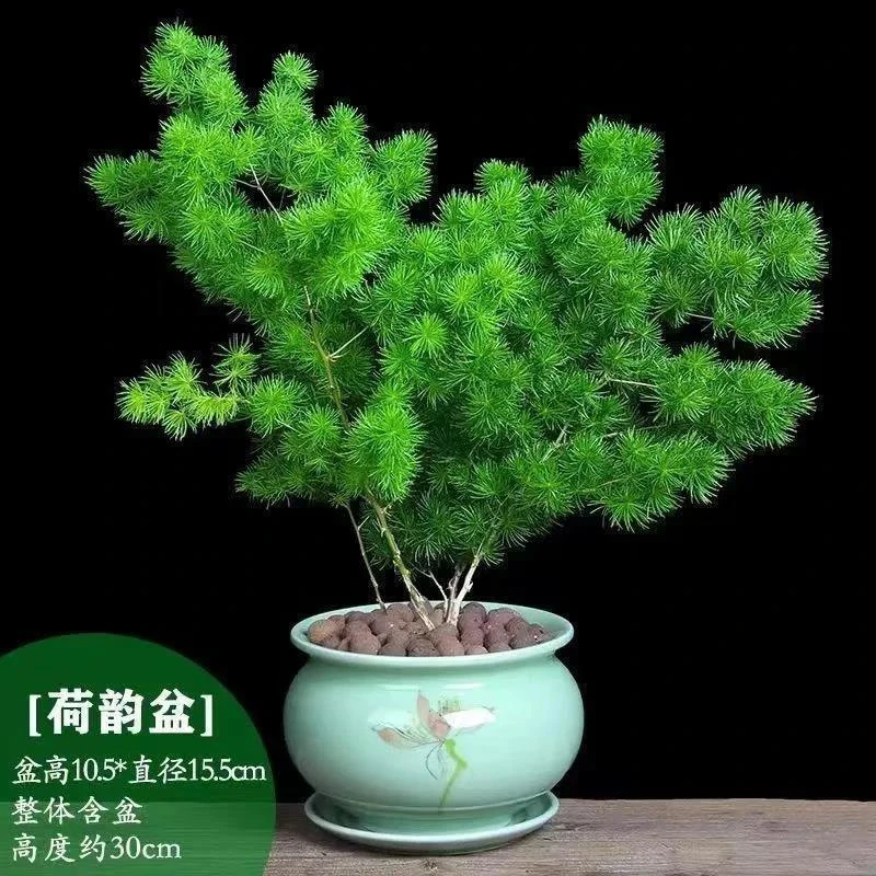蓬莱松盆栽家庭四季常青室内客厅好养懒人花卉办公净化空气易活