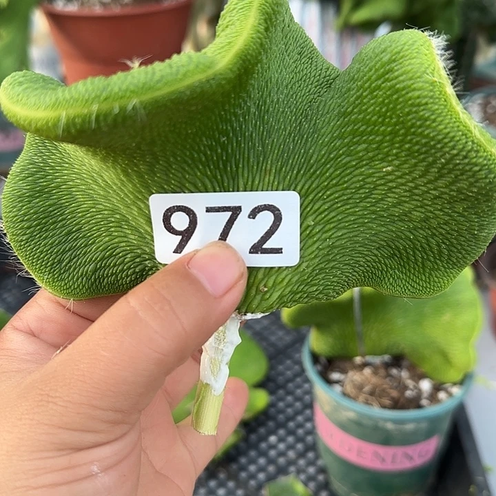 三***哥无花朵砍头青蛇缀972