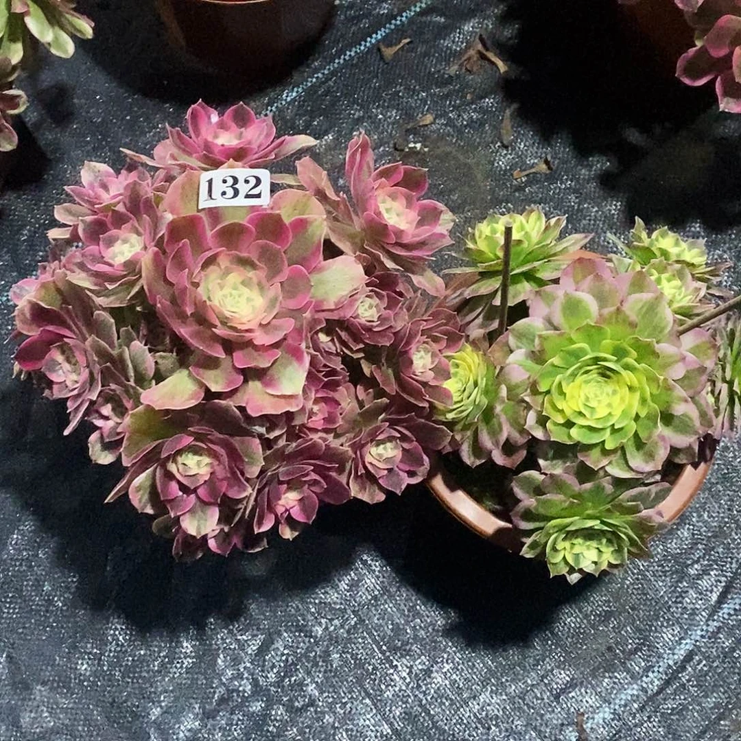 132女妖海仙两颗福利价