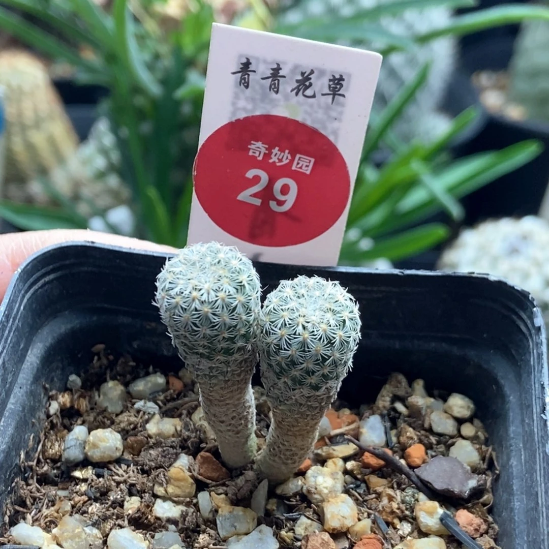 实生双头赤花美针玉一颗仙人球