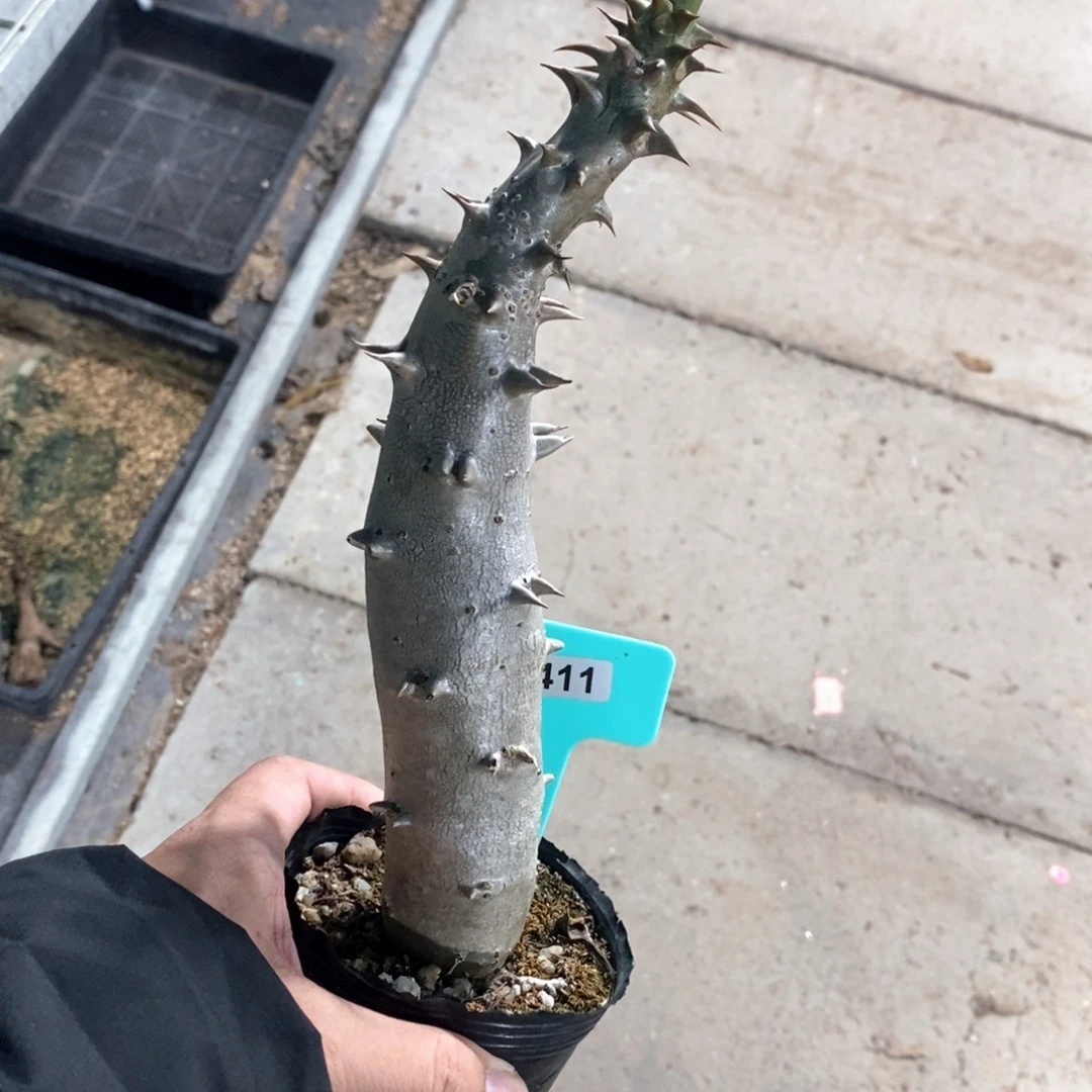 巴士棒槌多肉植物