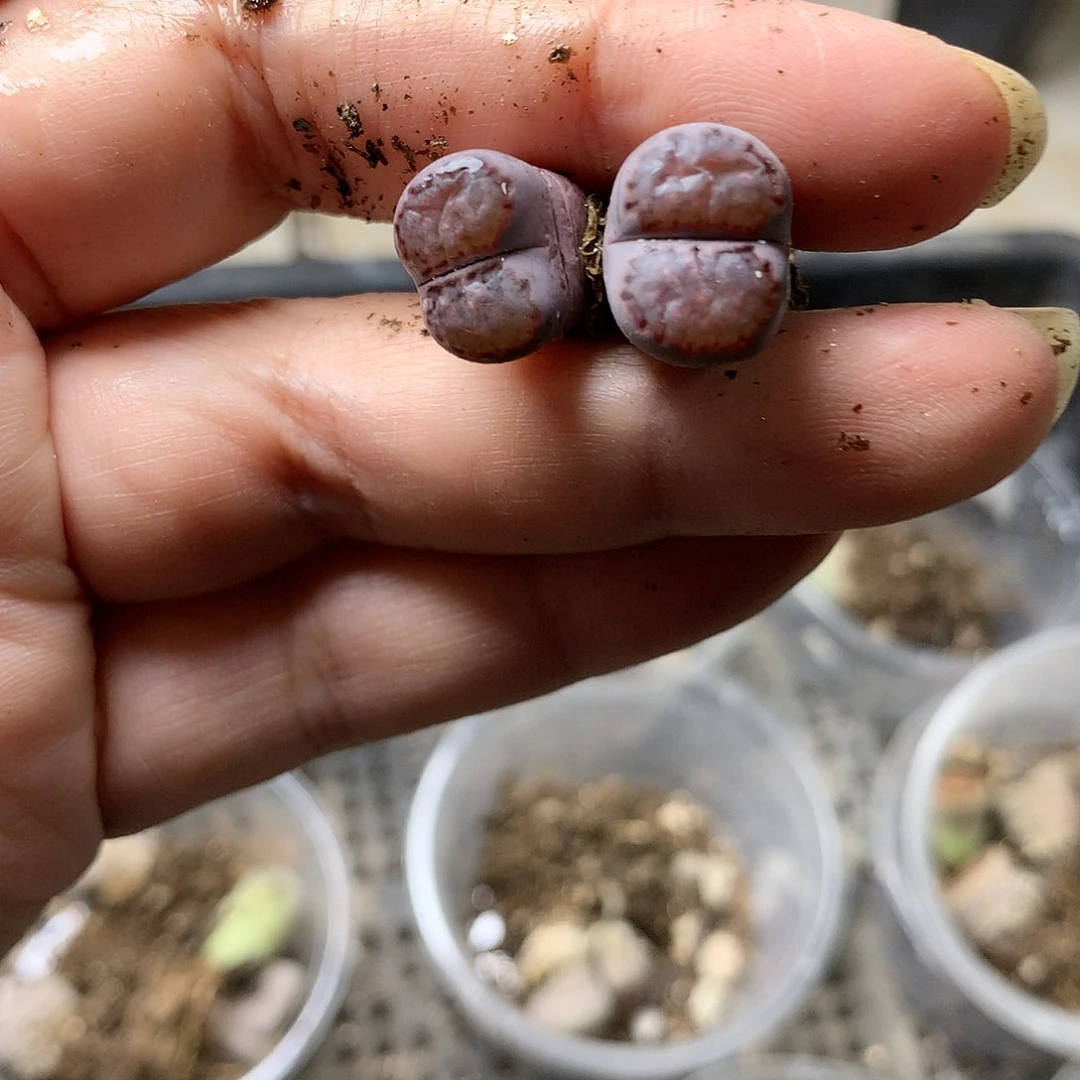 G314多肉植物保护
