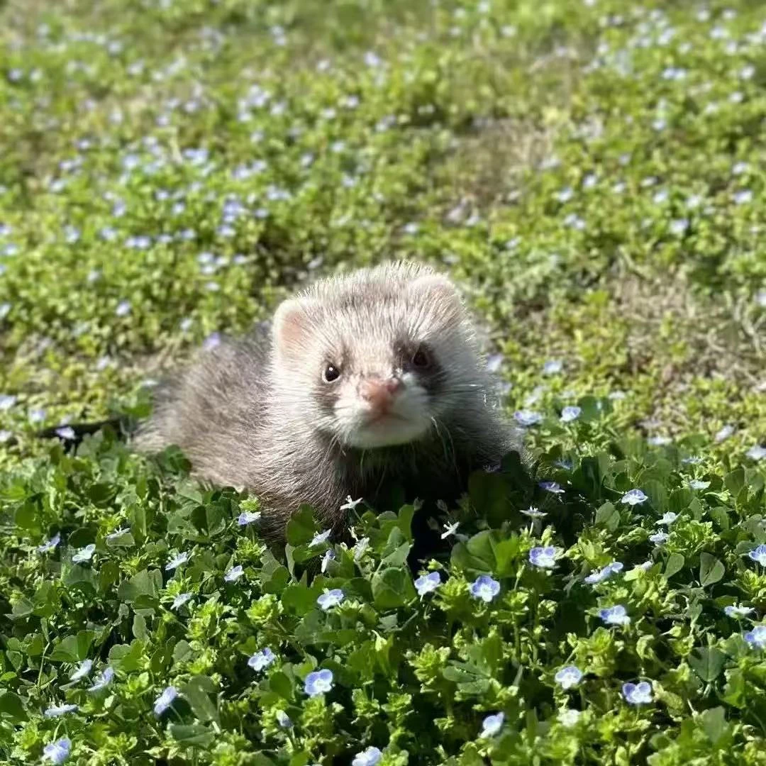 【官方正品】安哥鲁宠物雪貂幼崽活体（江浙沪）