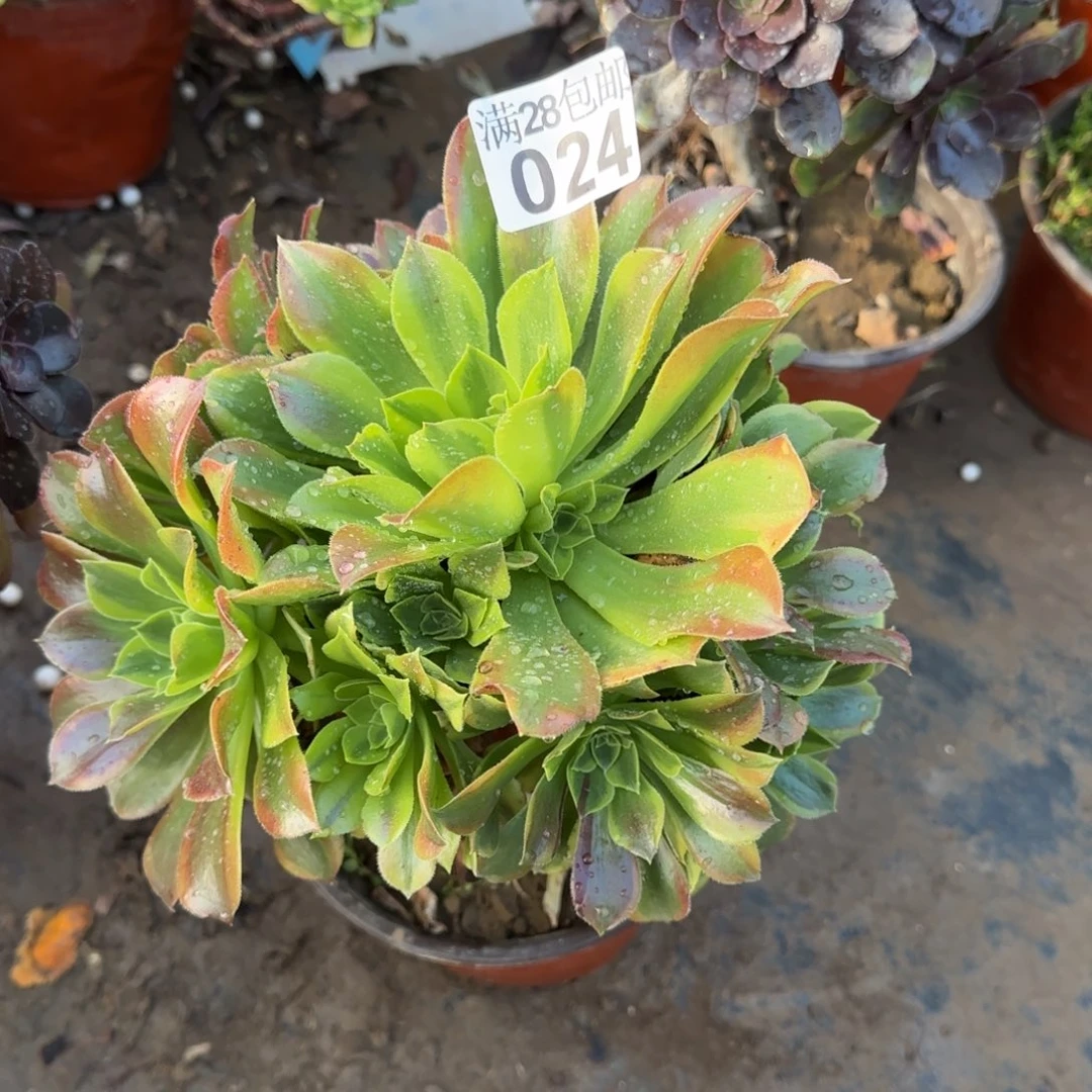 青檬多肉024满28包邮断枝不包
