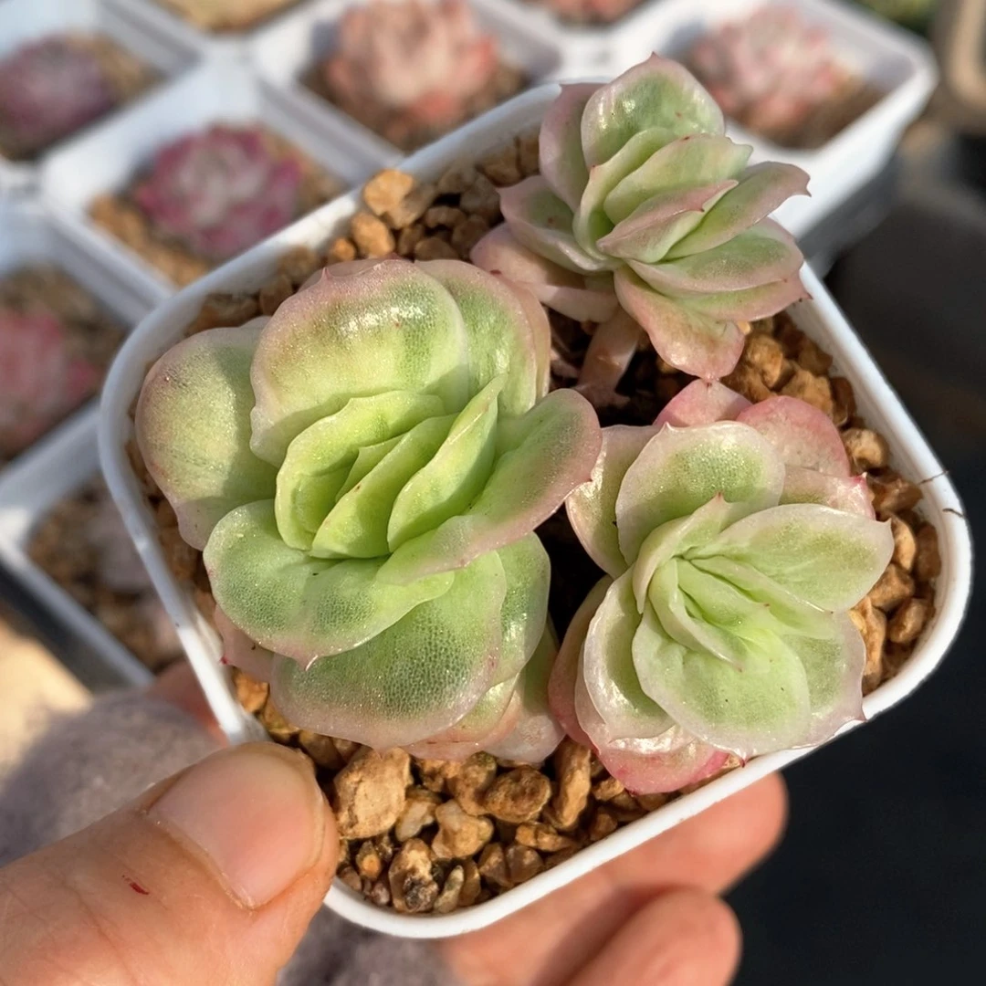 精品多肉一物一拍184