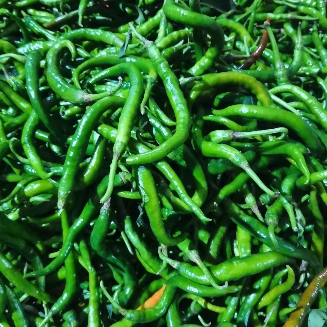 湖南本地农家现摘现发薄皮软香中辣青椒辣椒炒肉必备