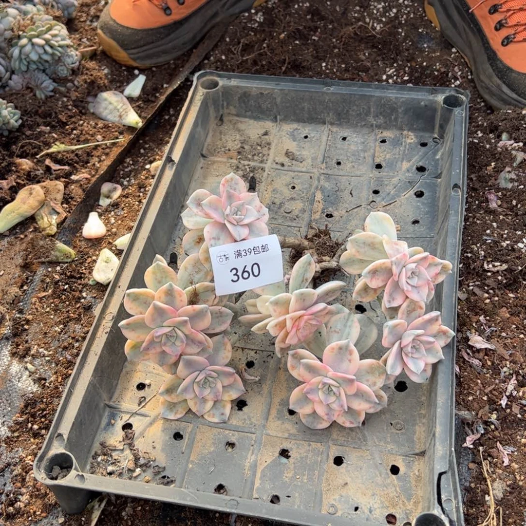 360紫乐锦老桩多肉植物
