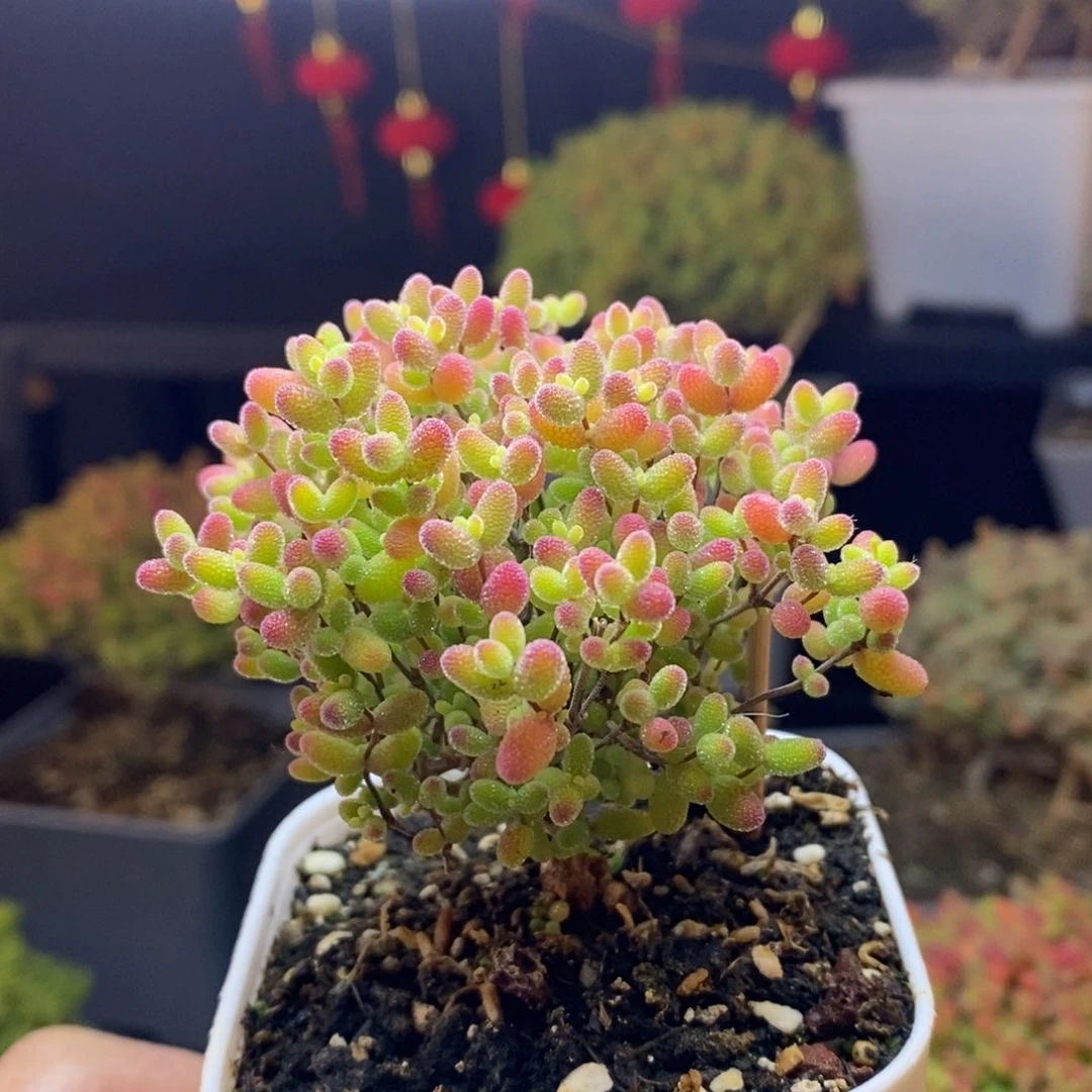 9号蜜橘糖球枝干多肉
