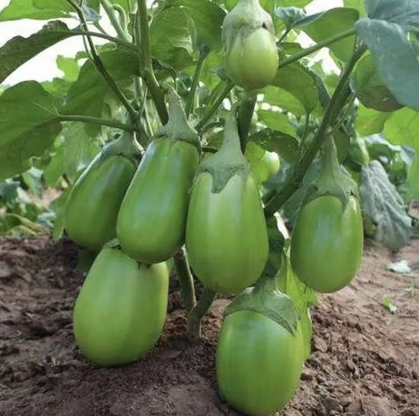 【绿罐茄子种子】耐低温春夏秋均可栽培越冬越寒