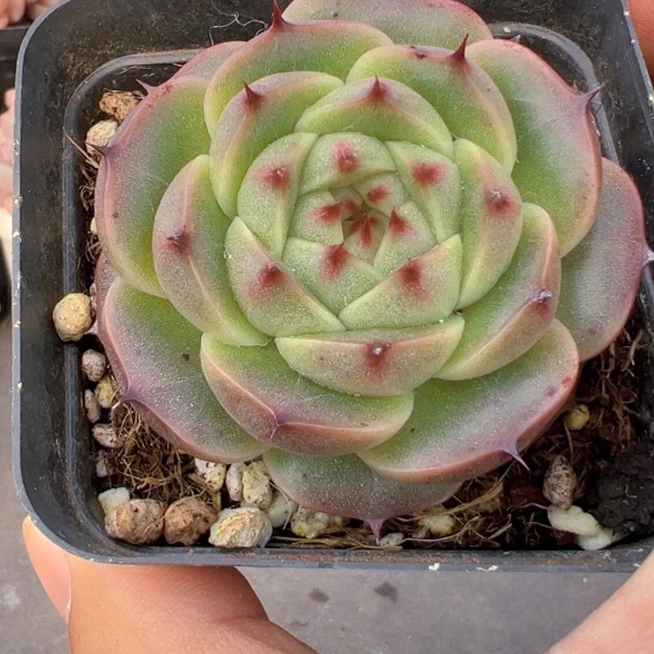 火麒麟 精品多肉办公室阳台绿植园艺盆栽花卉庭院多肉植物