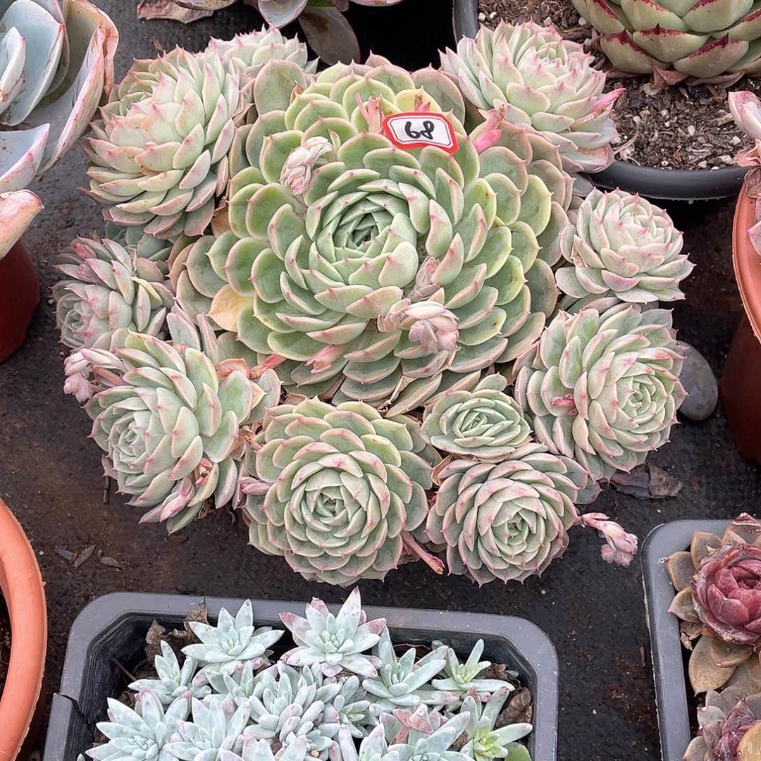 68安斯诺 一物一拍多肉