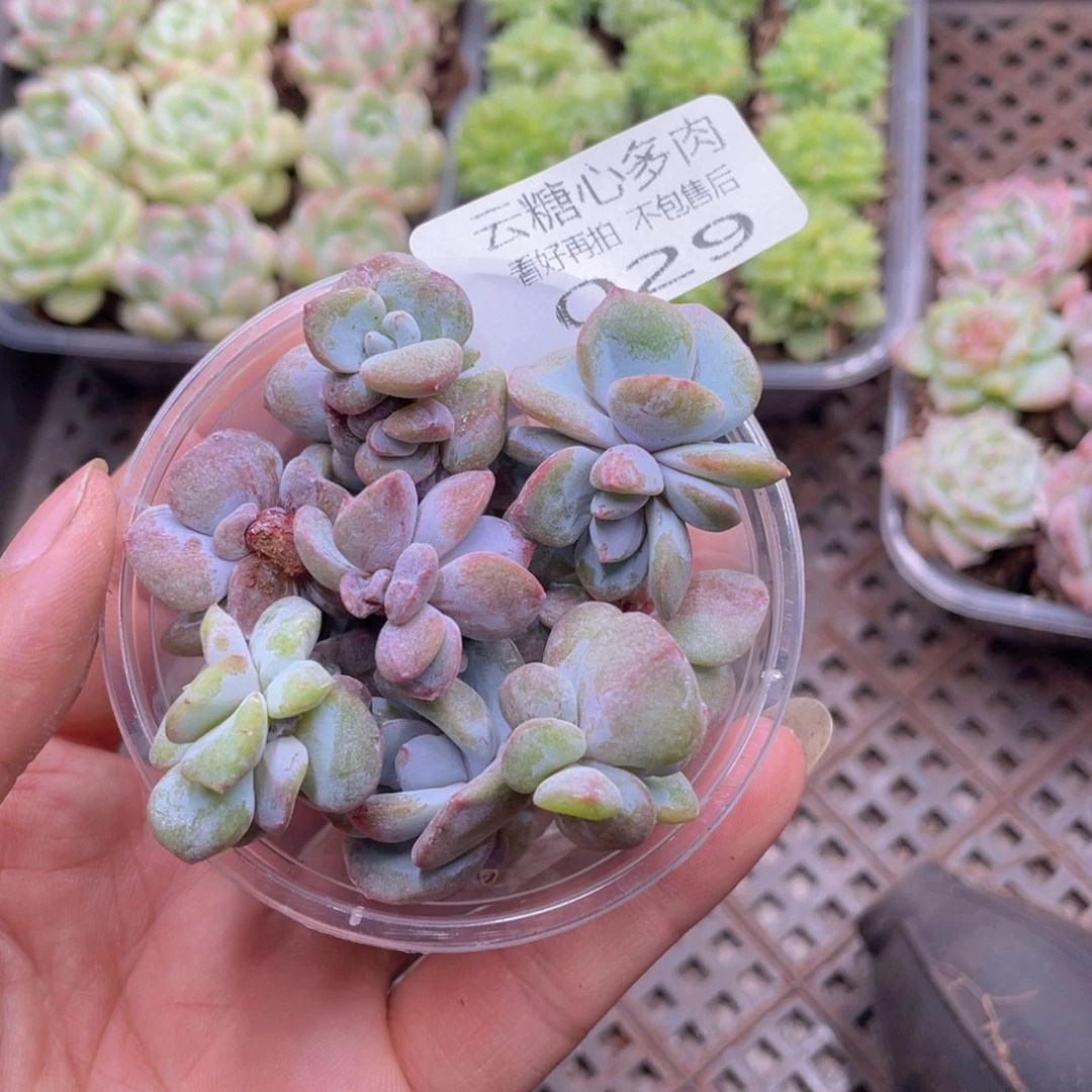 云糖心多肉植物29
