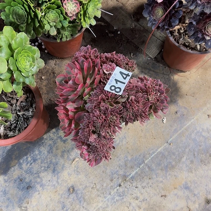 徐*迎00000000000000814有老伤