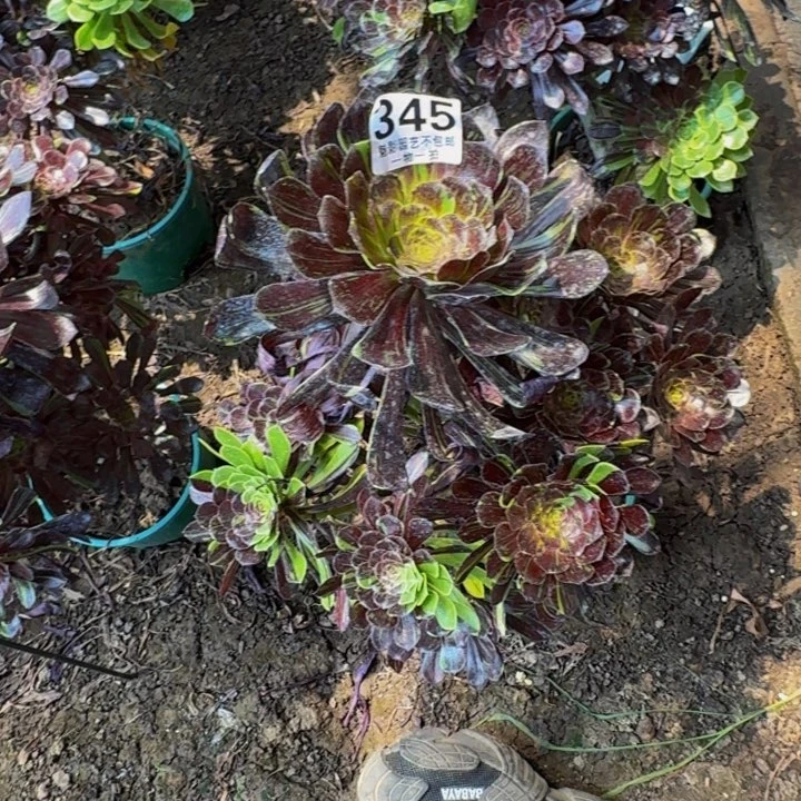 水墨丹青花花25-24花花