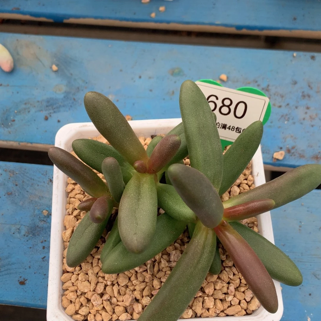 吃***兔叶子树无砍一物一拍680