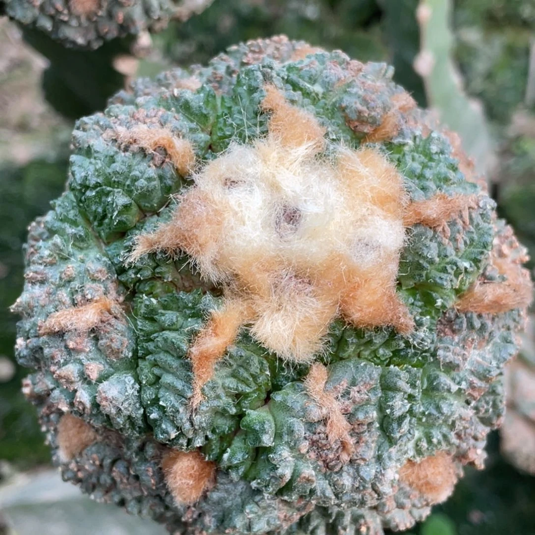 无花朵金毛027 仙人球