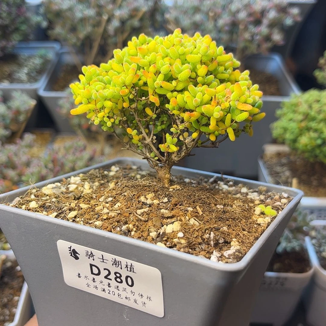 280蜜橘糖球多肉枝干