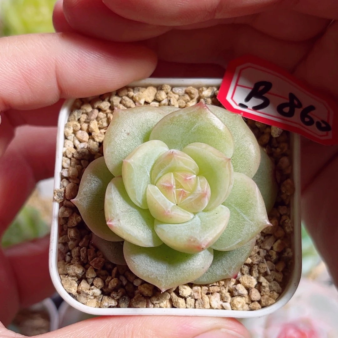 B860 一物一拍 精选珍妮