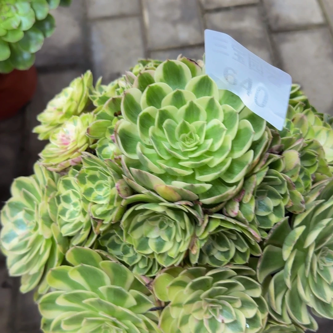 C***y多肉植物640半糖法师