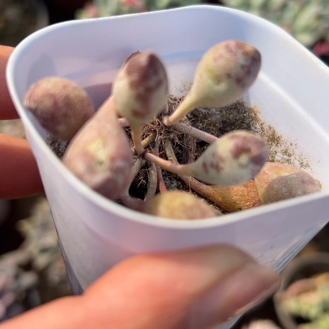 多肉植物鼓槌多头