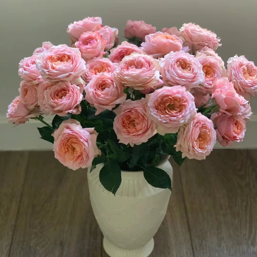 【轶1】朱丽叶塔18支+2支防损鲜切花玫瑰居家鲜花 收到花带包装醒花