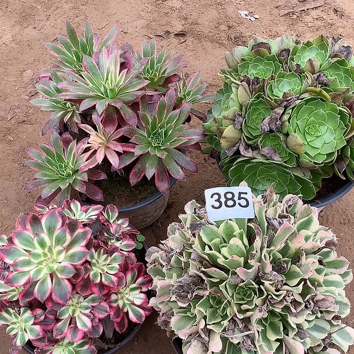 无花朵385四颗多肉植物组合