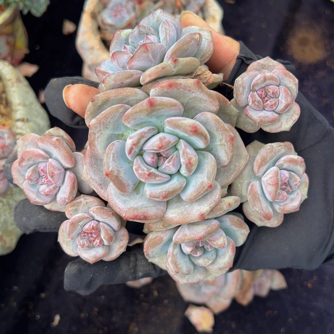 天天开心 天天开心自然群星影