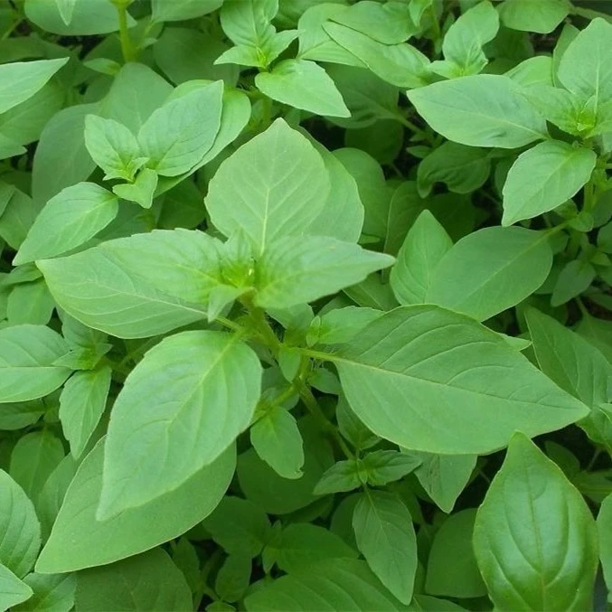 【新疆包邮】大叶荆芥种子苗孑小青菜春秋籽种荆棘菜籽荆芥菜种籽