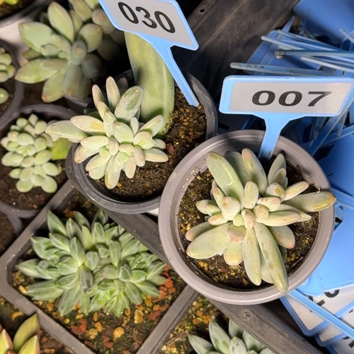 多肉植物企鹅，030/007