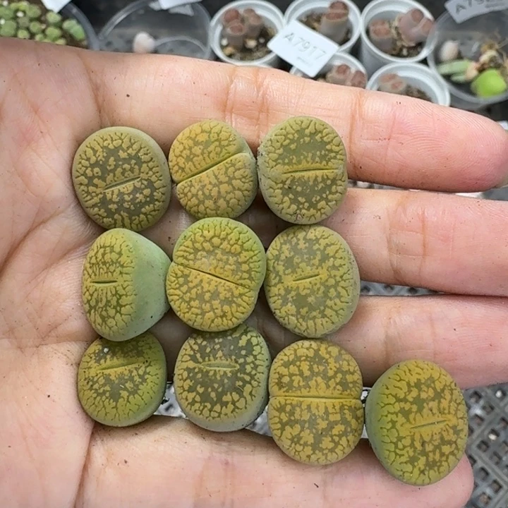 7027 生石花和肉锥