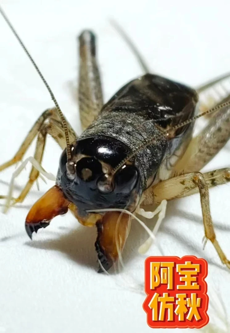 秋魁仿秋蟋蟀一个  请录开箱视频
