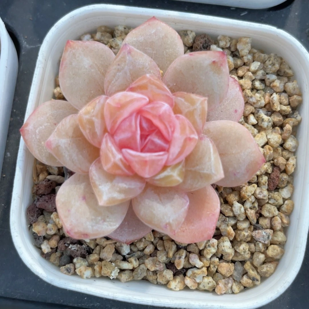 爆**?优选珍妮福利1160