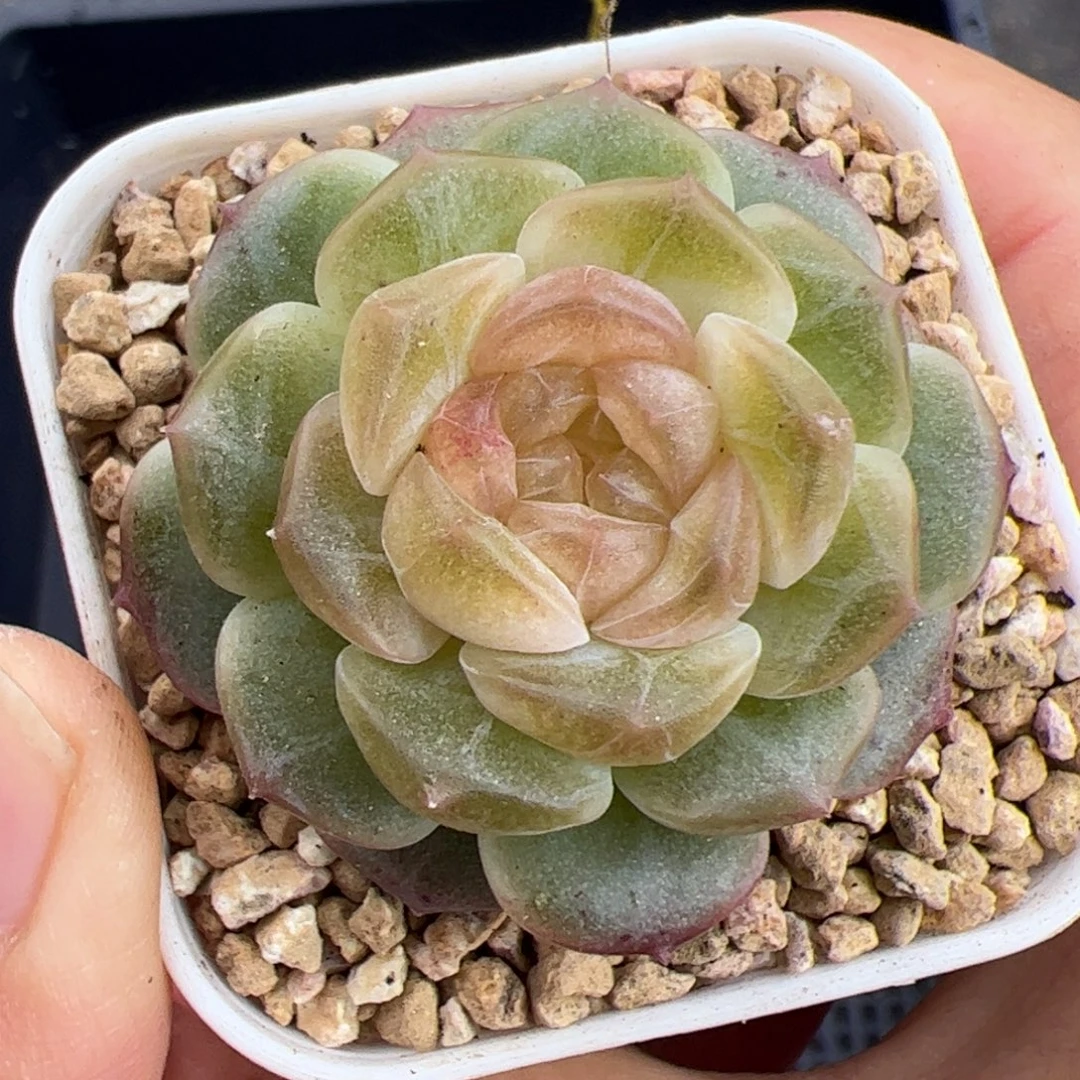 087无尽灯多肉植物组合盆栽