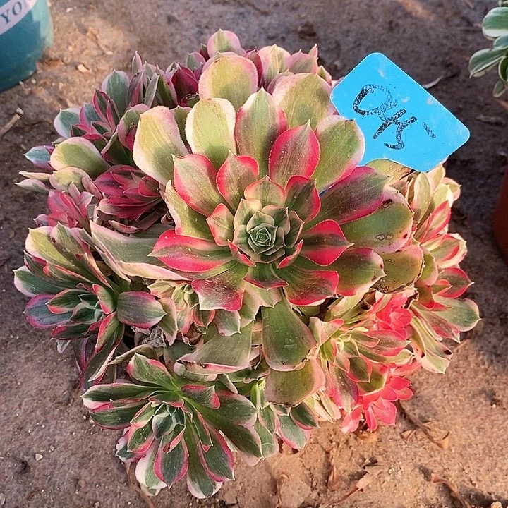 045 一颗男神法师多肉