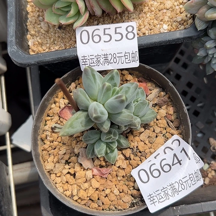 幸运儿是一位非常优秀且非常