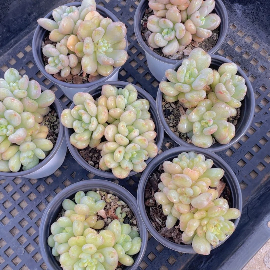 255号 爱心型比尔盖茨大群生一个