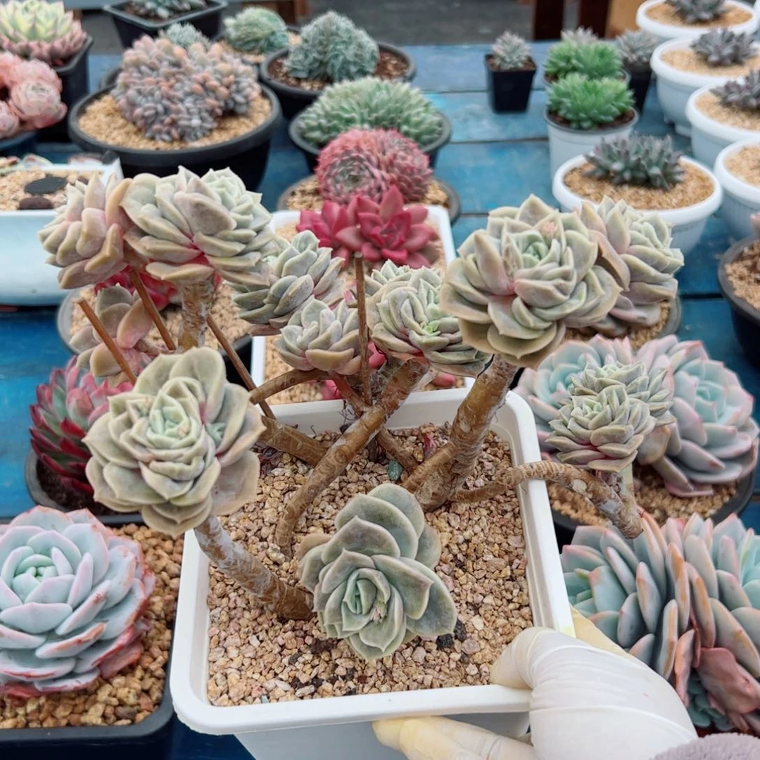 多肉植物多肉植物