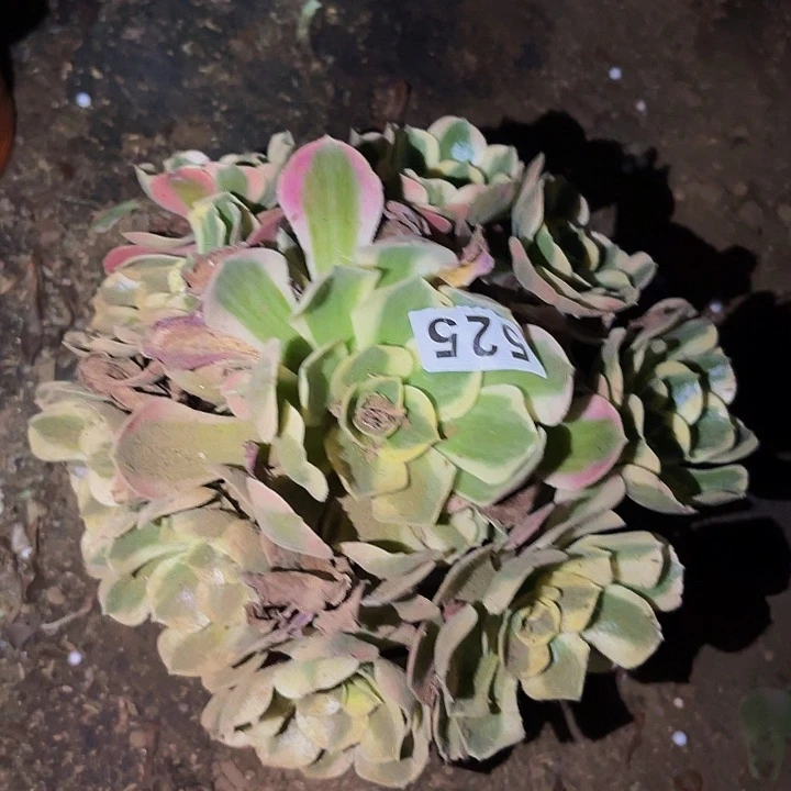 525妖月多肉植物不售后